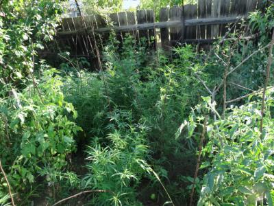 Житель Шацкого района организовал плантацию конопли на приусадебном участке