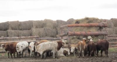 На Рязанщине поддерживают начинающих фермеров