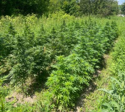 В Сасовском районе арестовали москвича, культивировавшего коноплю