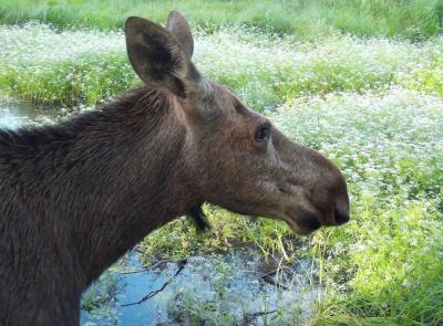 Рязанцам показали портрет лосихи на фоне цветущего омежника