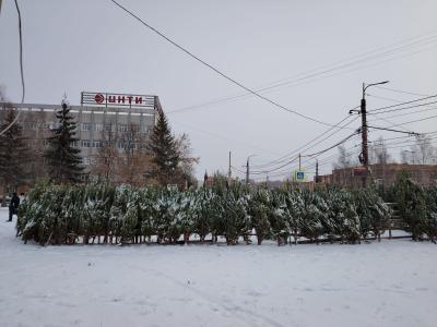 В Рязани заработали ёлочные базары