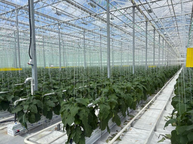 В Рязанской области выросло производство тепличных овощей