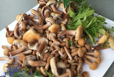 В Рязанском районе начали собирать опята