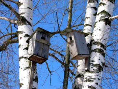 Рязанцы готовятся встречать перелётных птиц