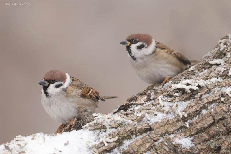 Рязанская область заняла четвёртой в стране по количеству посчитанных воробьёв