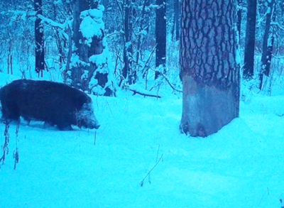 Фото: Окский государственный заповедник