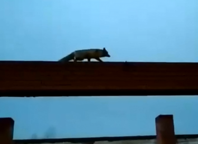 В Пронске лиса «проинспектировала» недостроенное кафе