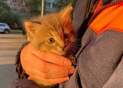 Рязанские волонтёры спасли котёнка, застрявшего в стене магазина