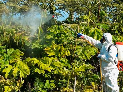 Рязанцам напомнили, как бороться с борщевиком Сосновского