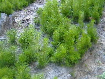 Рязанские заключённые вырастили 35 тысяч штук сеянцев сосны