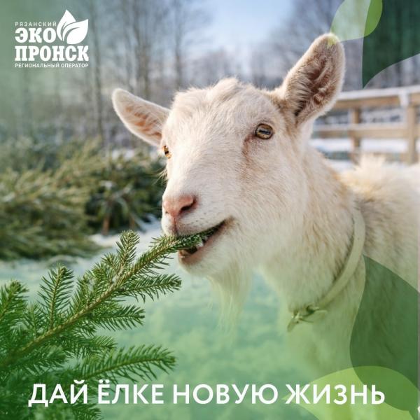 Рязанцы могут сдать новогодние ёлки на подкормку животным