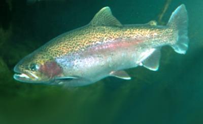 В Касимовском округе запустили форелеводческое хозяйство