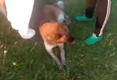 В Скопине мужчина пытался утопить собаку