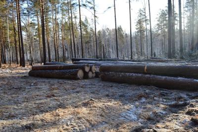 Двух чёрных лесорубов задержали в Ермишинском лесу