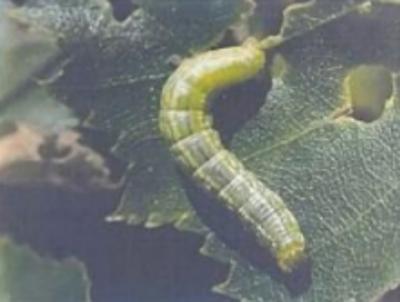 Новая напасть угрожает зелёным насаждениям Рязани