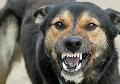 Карантин по бешенству введут в Клепиковском районе