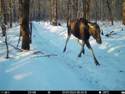 В первый день года в Окском заповеднике засняли лосей, белку, лису и зайца