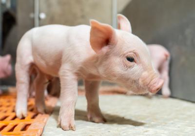 На станцию искусственного осеменения животных в Рязанской области привезли первых свиней