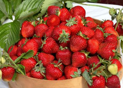 На Рязанщине успешно развивается новое направление в садоводстве