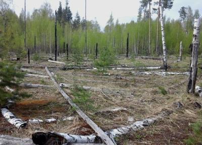 В Спасском лесничестве провели лесопатологическое обследование