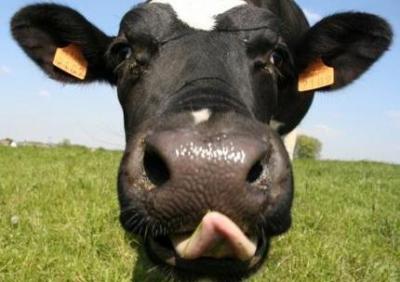 Рязанцам дали шанс отыскать самую красивую корову