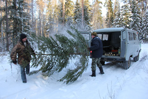 На Рязанщине началась заготовка новогодних елей