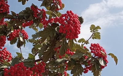 В Рязанской области потеплеет до 24 градусов