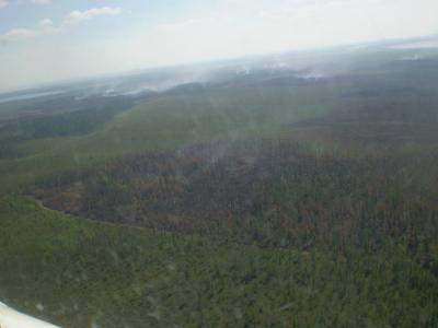 Обстановку в рязанских лесах оценили с высоты птичьего полёта