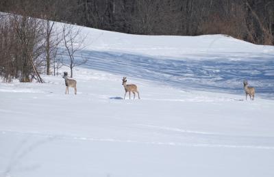 В лесах под Рязанью заметили косуль