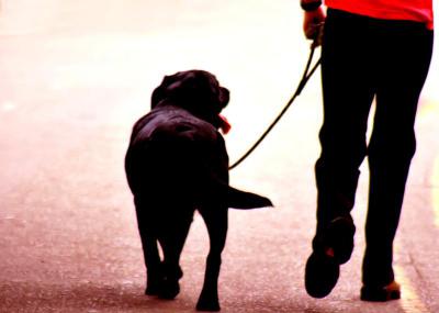 За нарушение порядка выгула собаки касимовец заплатит одиннадцатикратный штраф