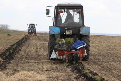 В Александро-Невском районе укоренили 50 тысяч молодых сосен