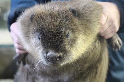 На Рязанщине расплодились бобёр, ондатра и лисица