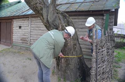 «Есенинский» тополь в Константиново проверили на предмет здоровья