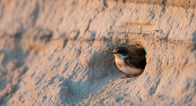 Строительство «Окской стрелки» смогли приостановить ласточки