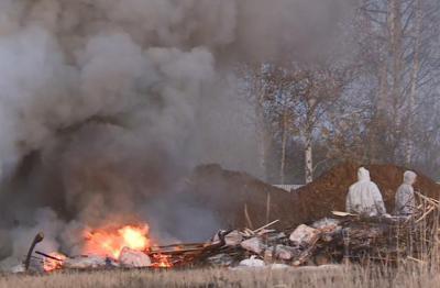 В Рыбновском районе уничтожили 20 тонн заражённой свинины