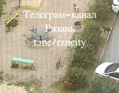 Жители Рязани пожаловались на стаю собак на детской площадке