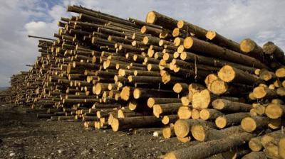 Рязанский суд приговорил бывшего лесничего к штрафу в полмиллиона рублей