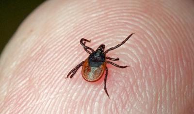 Ещё 184 рязанца пострадали от укусов клещей