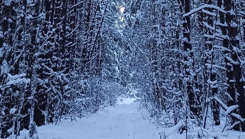 Лыжная трасса «Алмаз» под Рязанью возобновила работу 