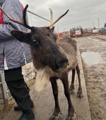 Ветеринары привили от сибирской язвы оленей и верблюдов на ферме под Рязанью