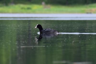 На озёрах в Клепиковском районе сняли чомгу и лысух