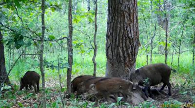 Особенного кабанёнка Окского заповедника назвали Белоухим