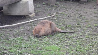 Пителинскую семью «навестила» бобриха