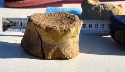 В Рязанской области обнаружен морской ящер плезиозавр 