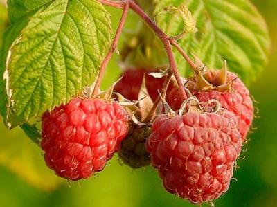 12 июля в Рыбновском районе пройдёт фестиваль малины