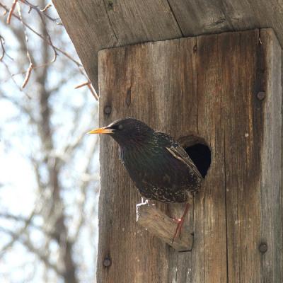 Шиловские «лесовички» отметили День птиц