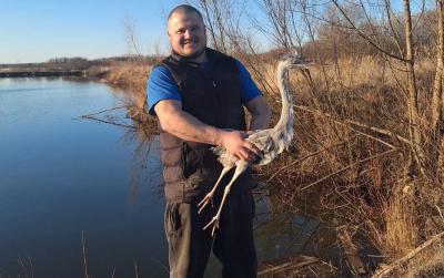 Приютивший птенца цапли житель Кадома выпустил птицу на волю