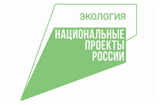 В Рязанской области начали заготовку семян сосны