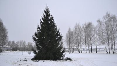 Главную ёлку в Старожилово спилили по просьбе жителей