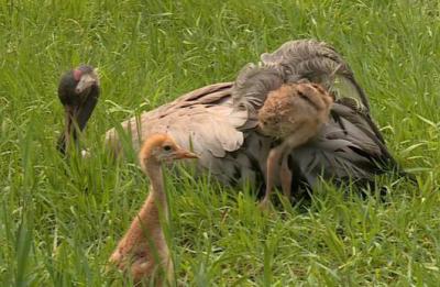 В Окском заповеднике готовятся выпустить на волю молодых стерхов